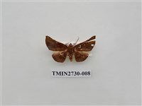 藏品(尺蛾285)的圖片